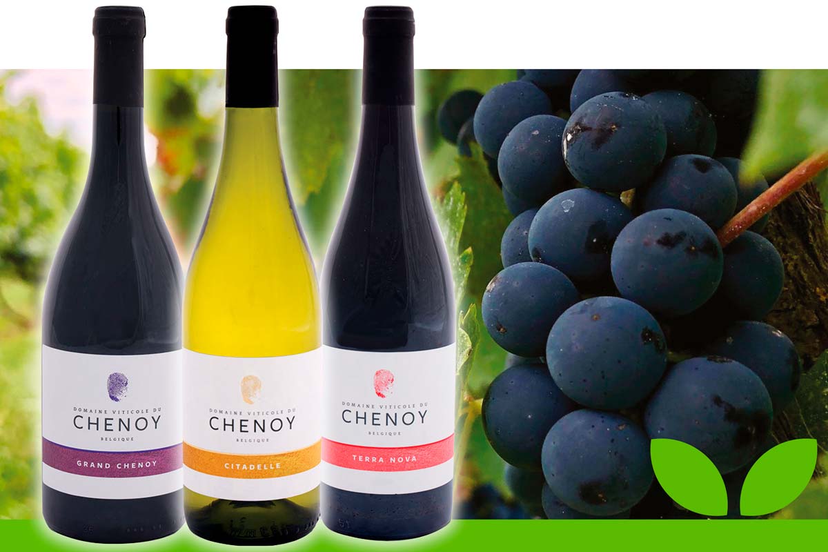 Lire la suite à propos de l’article Vin domaine du Chenoy