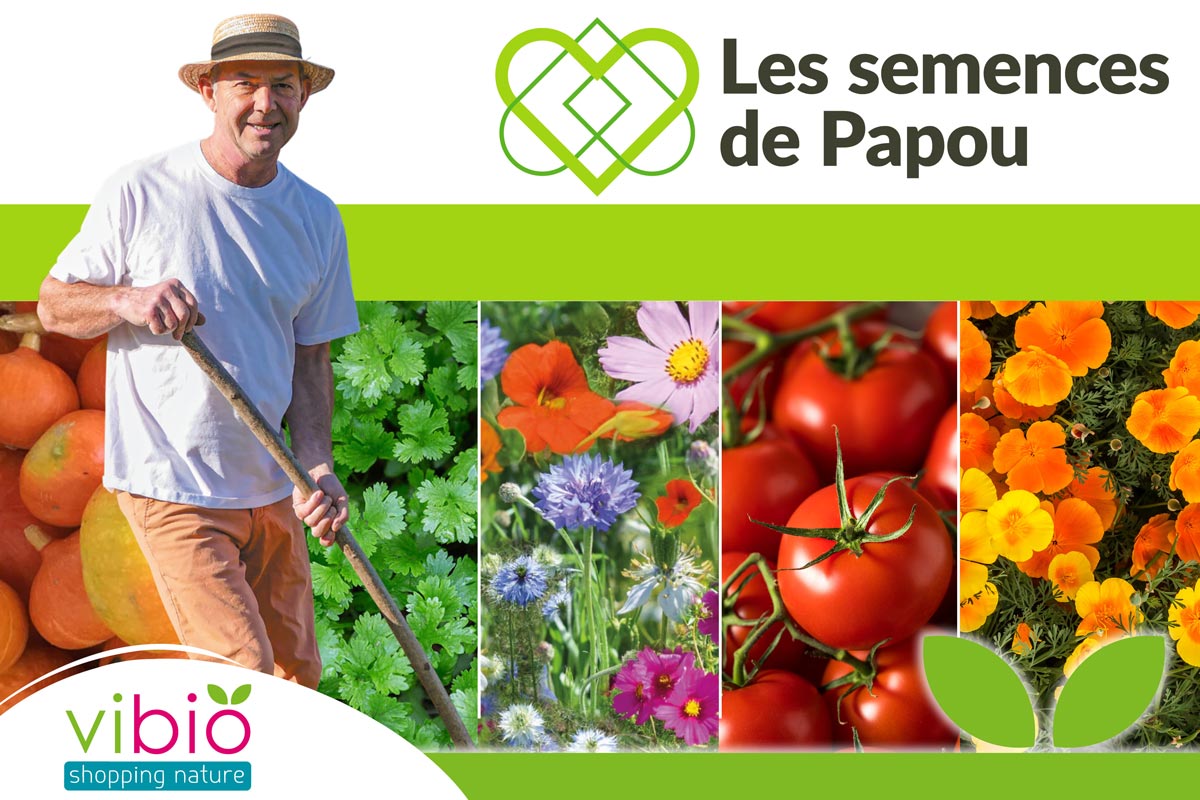 You are currently viewing Les semences de papou